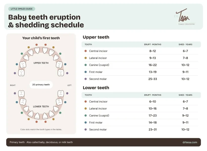 Baby teeth eruption and shedding schedule from Dr. Tesa Family Dentistry. 20 primary teeth. Upper teeth (erupt in months, shed in years): central incisor 8 to 12 months, shed 6 to 7 years; lateral incisor 9 to 13, shed 7 to 8; canine 16 to 22, shed 10 to 12; first molar 13 to 19, shed 9 to 11; second molar 25 to 33, shed 10 to 12. Lower teeth: central incisor 6 to 10 months, shed 6 to 7 years; lateral incisor 10 to 16, shed 7 to 8; canine 17 to 23, shed 9 to 12; first molar 14 to 18, shed 9 to 11; second molar 23 to 31, shed 10 to 12. Primary teeth are also called baby, deciduous, or milk teeth.